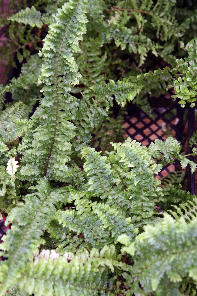 nefrolepis wyniosły (Nephrolepis exaltata) – in its natural habitat, plant photo