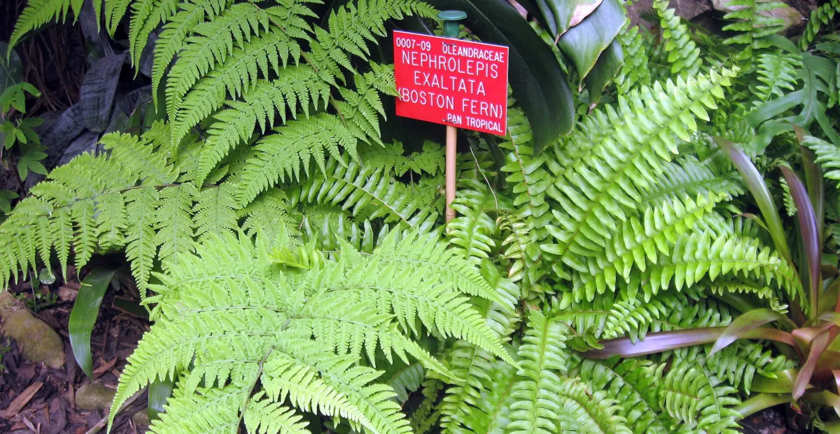 he Boston sword fe (Nephrolepis exaltata) – plant photo