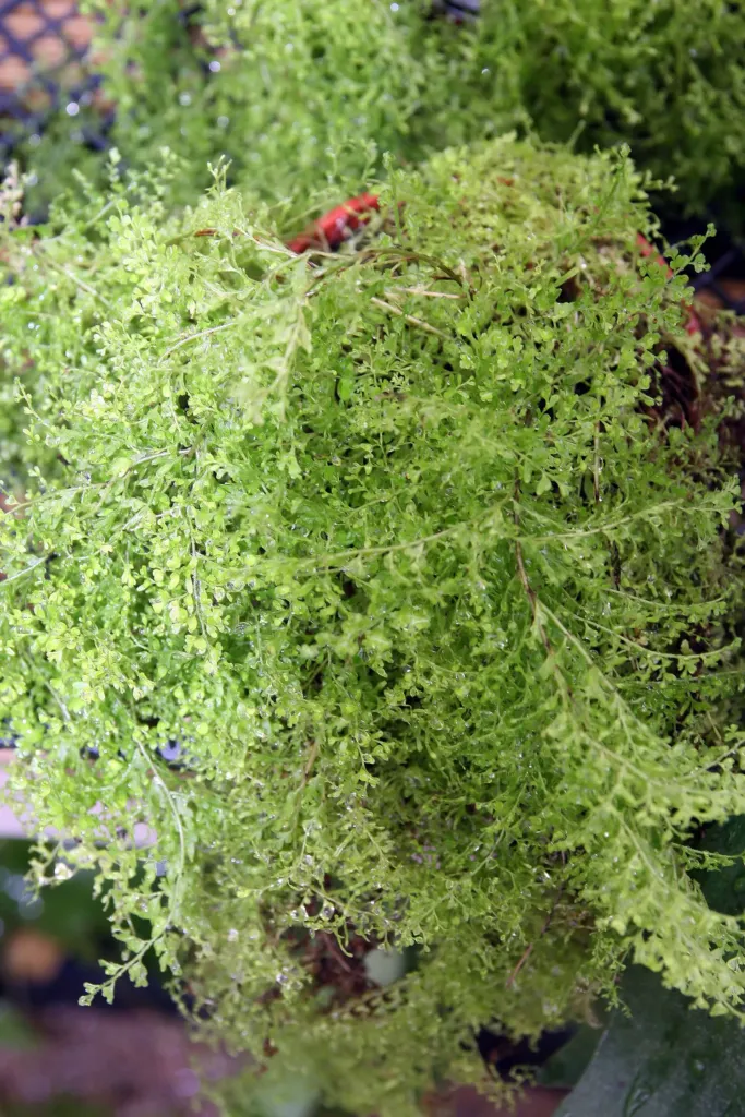 nefrolepis wyniosły (Nephrolepis exaltata) – in its natural habitat, plant photo