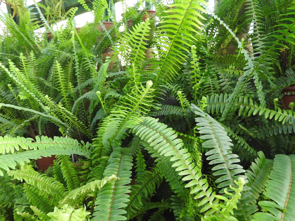 nefrolepis wyniosły (Nephrolepis exaltata) – in a garden setting, plant photo