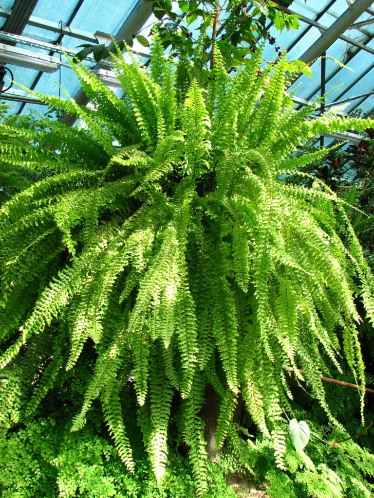 nefrolepis wyniosły (Nephrolepis exaltata) – in a garden setting, plant photo