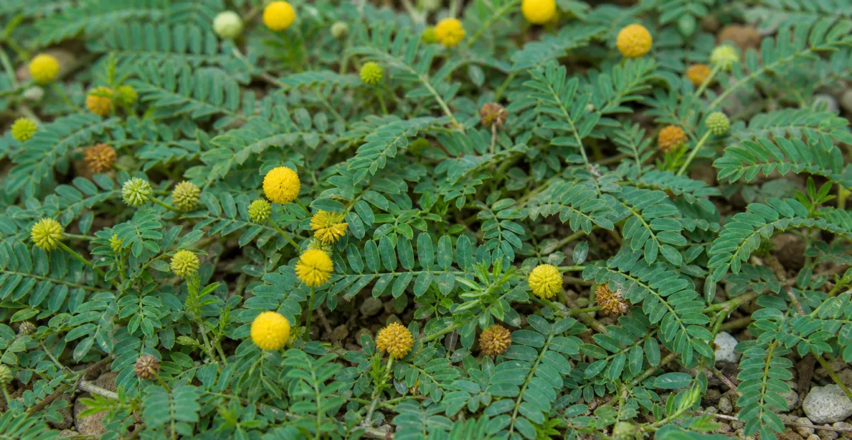 Neptunia prostrata – plant photo