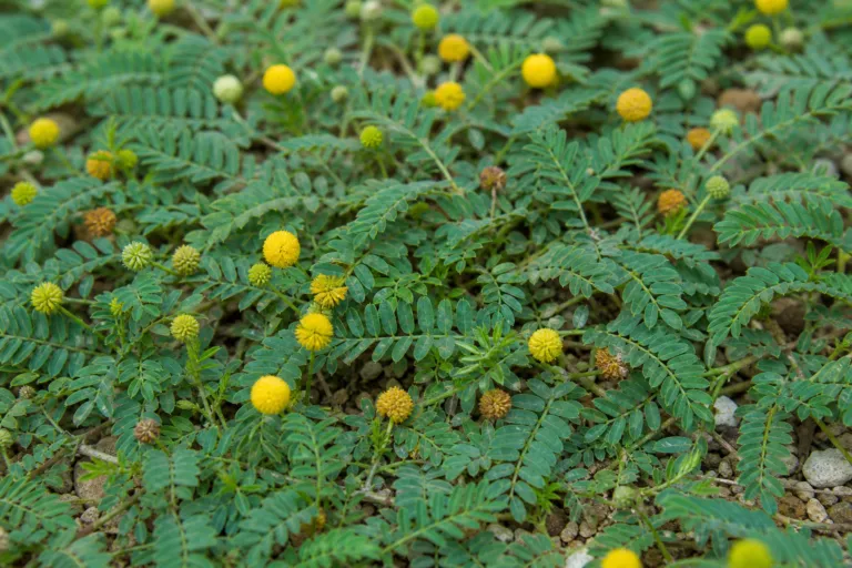 Neptunia prostrata