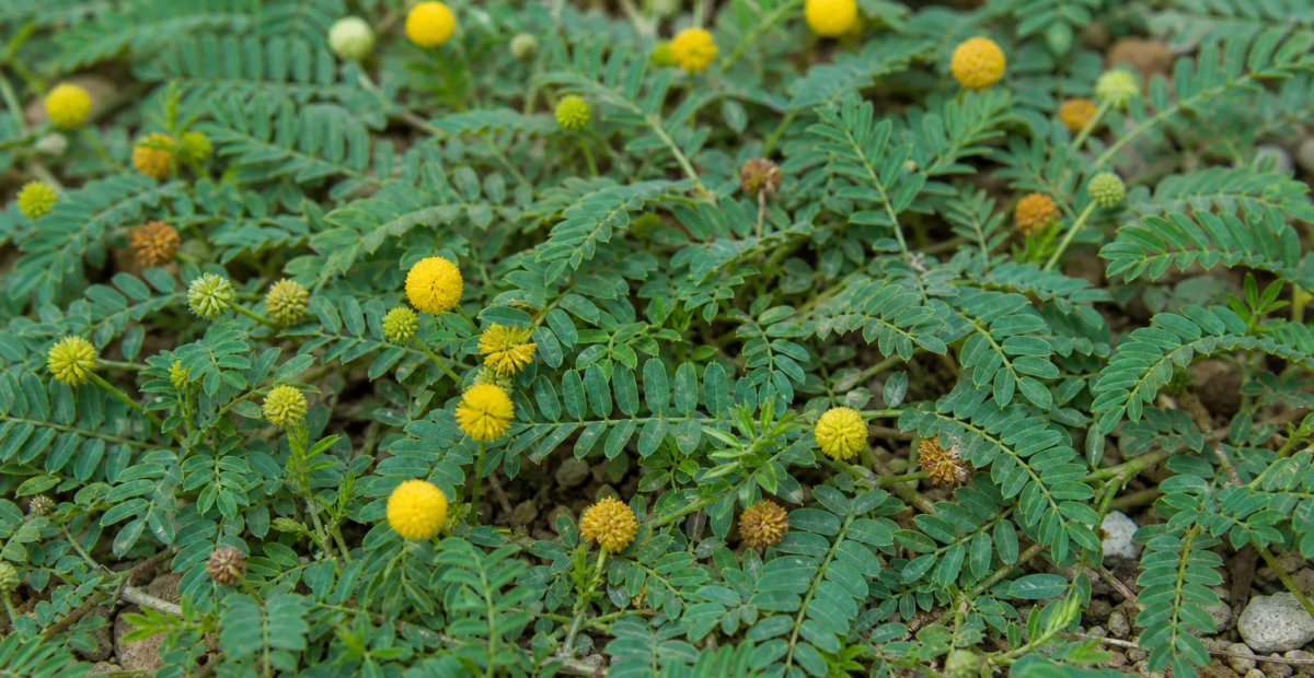 Neptunia prostrata – Pflanzenfoto