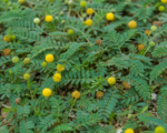 Neptunia prostrata – pestovanie a starostlivosť