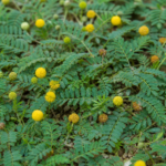 Neptunia prostrata – pestovanie a starostlivosť (Neptunia prostrata) – fotografia rastliny