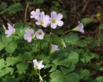 New Zealand yam (Oxalis tuberosa) care guide
