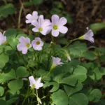 New Zealand yam (Oxalis tuberosa) – plant photo