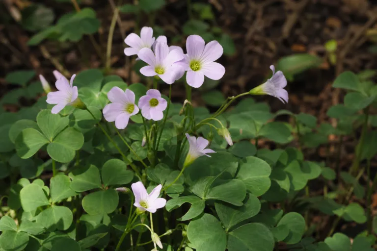 Oxalis tuberosa
