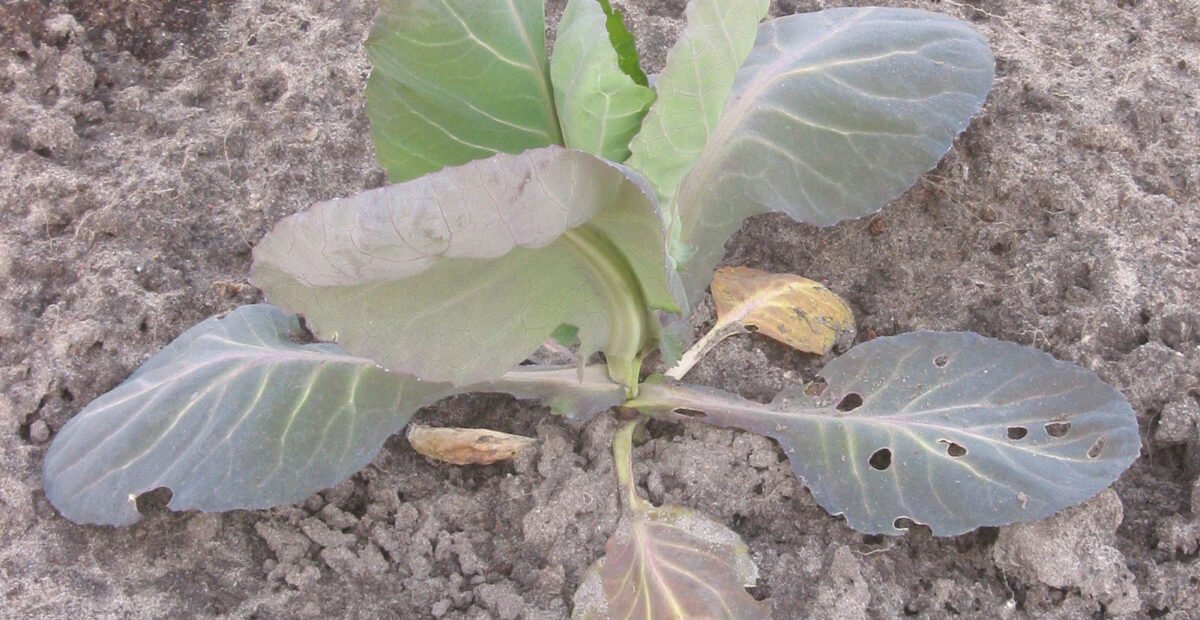Nitrogen deficiency