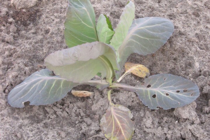 Nitrogen deficiency
