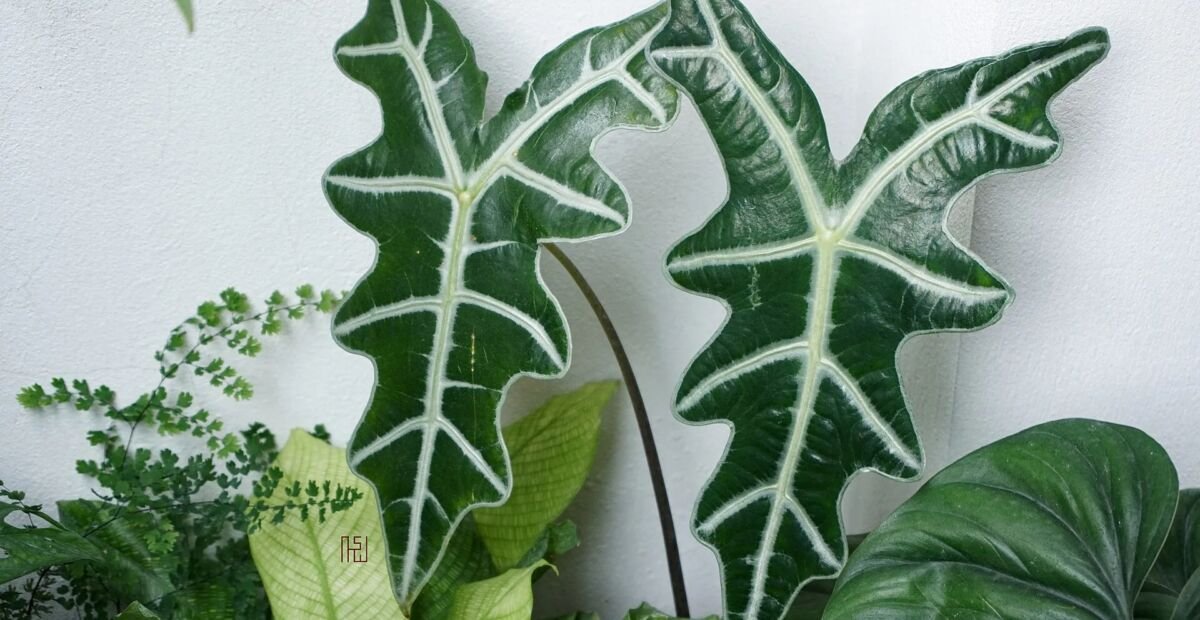 Alocasia sanderiana 'Nobilis' – fotografia rastliny