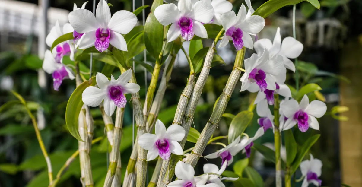 Noble Dendrobium (Dendrobium nobile) – plant photo