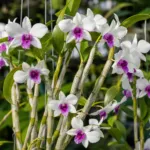 Noble Dendrobium (Dendrobium nobile) – plant photo
