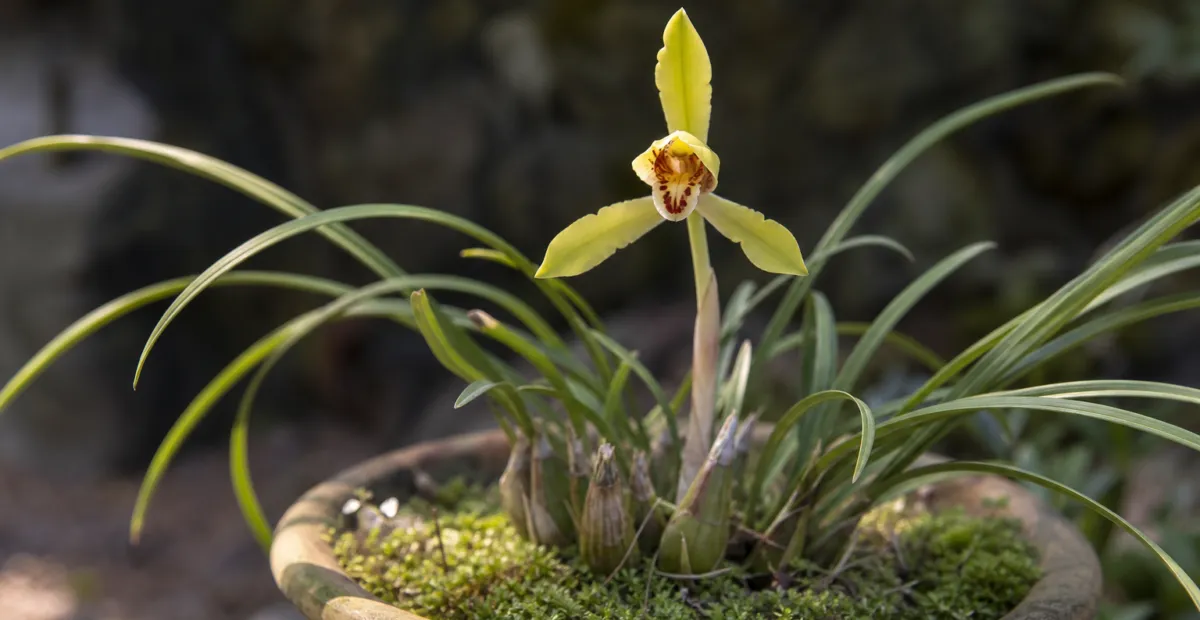 Noble Orchid (Cymbidium goeringii) – plant photo