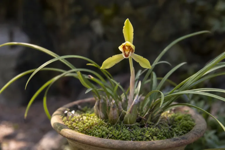 Cymbidium goeringii