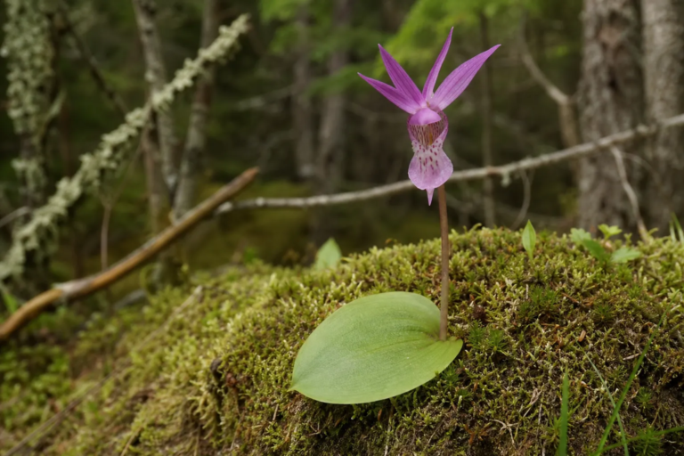 Calypso bulbosa