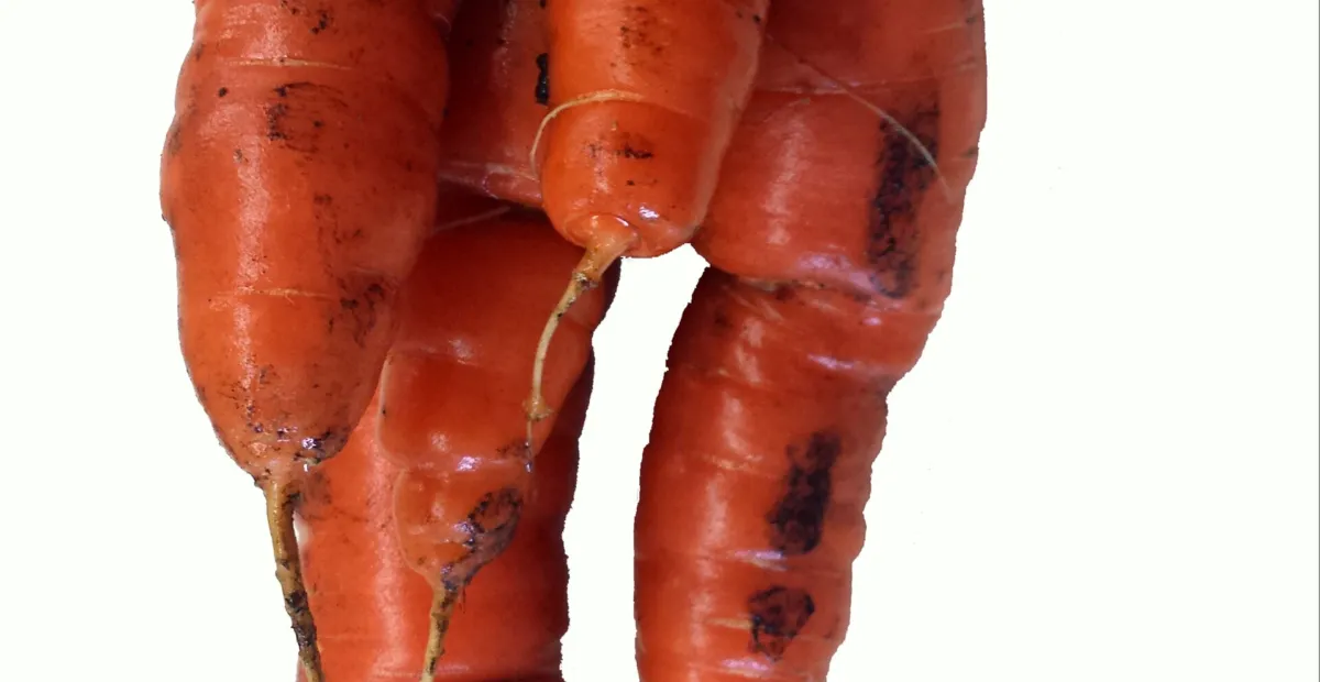 Northern root-knot nematode