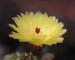 Notocactus ‘Ottonis’