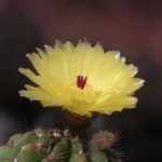 Notocactus ‘Ottonis’ (Notocactus 'Ottonis') – plant photo