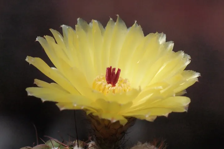 Notocactus 'Ottonis'