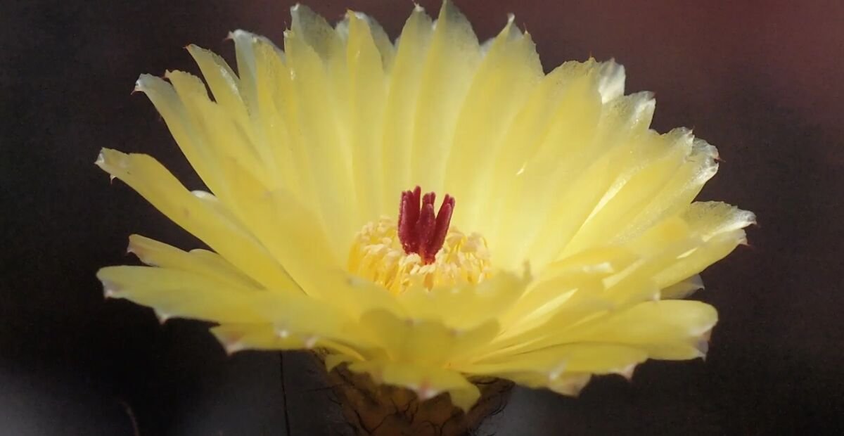 Notocactus 'Ottonis' – fotografia rastliny