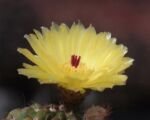 Notocactus ‘Ottonis’