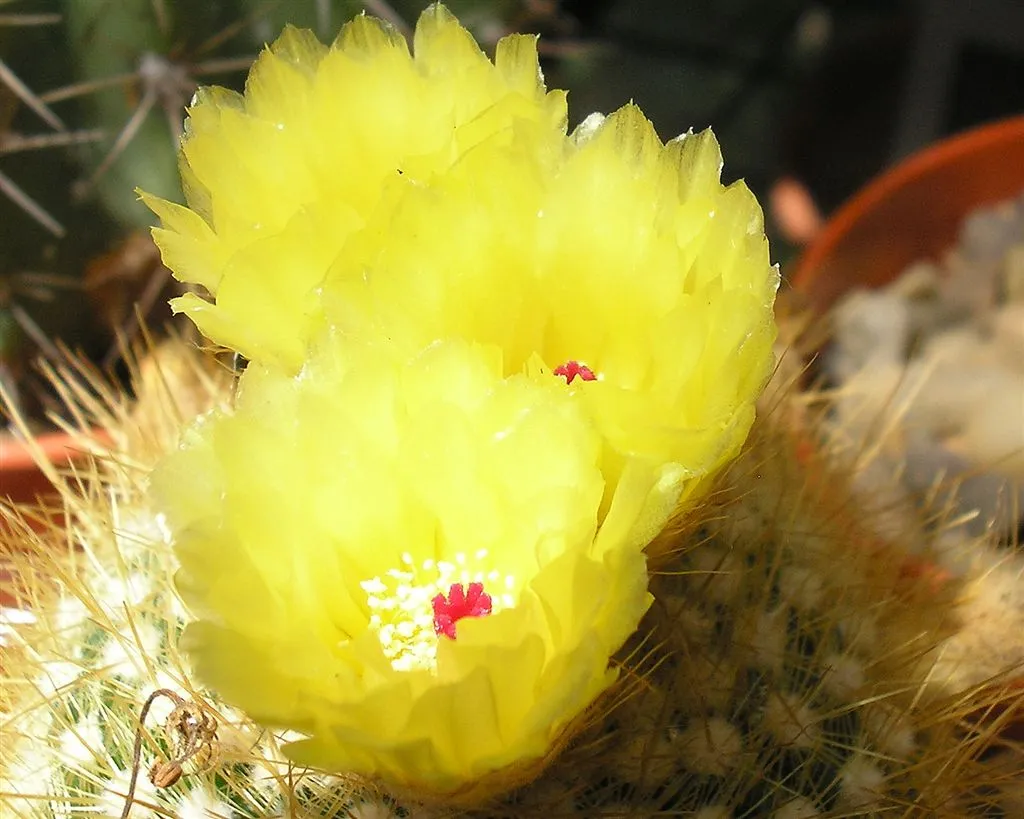 Notocactus ‘Scopa’ (Notocactus 'Scopa') – Blüten in Nahaufnahme, Pflanzenfoto