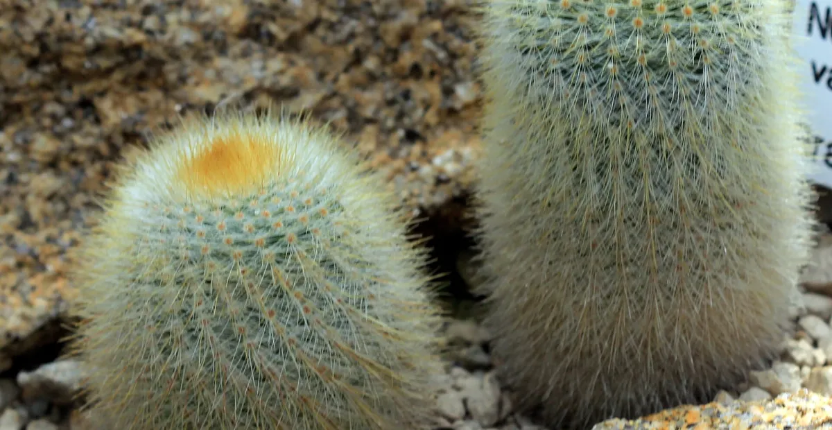 Notocactus 'Scopa' – plant photo