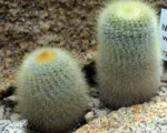 Notocactus ‘Scopa’