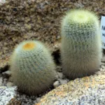 Notocactus ‘Scopa’ (Notocactus 'Scopa') – plant photo
