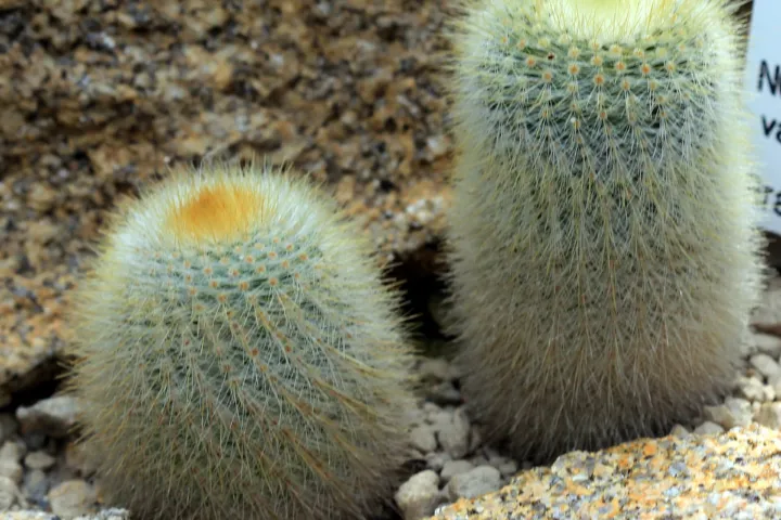 Notocactus 'Scopa'