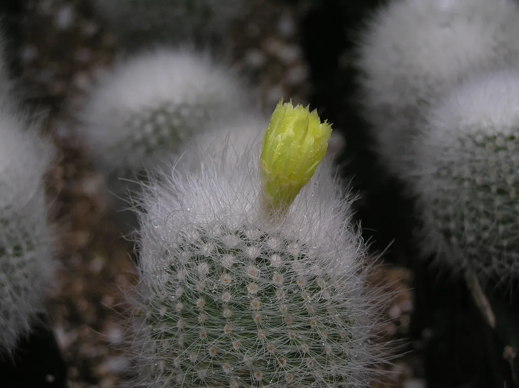 Notocactus ‘Scopa’ (Notocactus 'Scopa') – im Garten, Pflanzenfoto