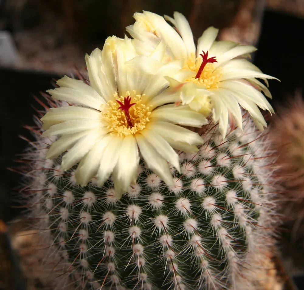 Notocactus ‘Scopa’ (Notocactus 'Scopa') – Blüten in Nahaufnahme, Pflanzenfoto