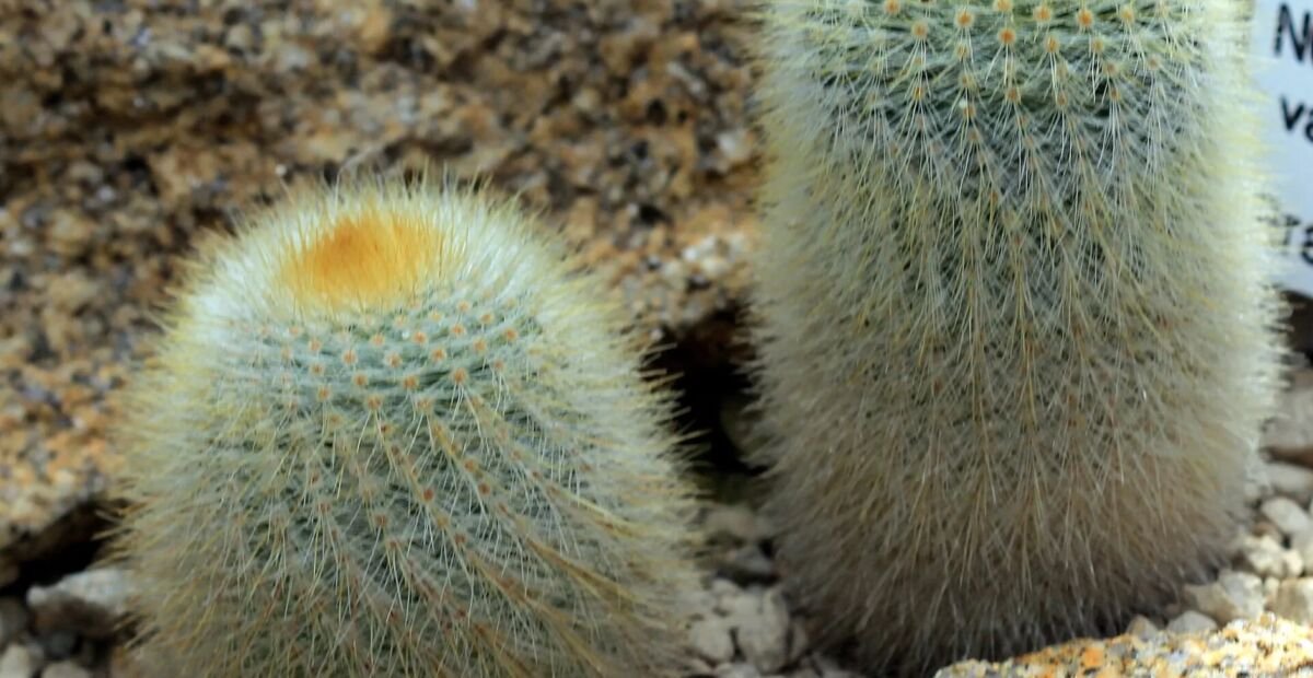 Notocactus 'Scopa' – fotografia rastliny
