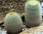 Notocactus ‘Scopa’