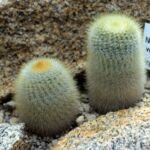 Notocactus ‘Scopa’ (Notocactus 'Scopa') – Pflanzenfoto