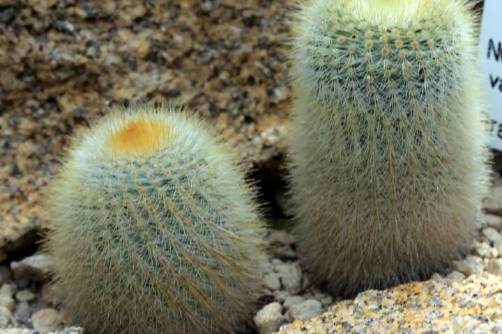 Notocactus 'Scopa'