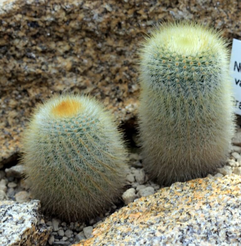 Notocactus 'Scopa'