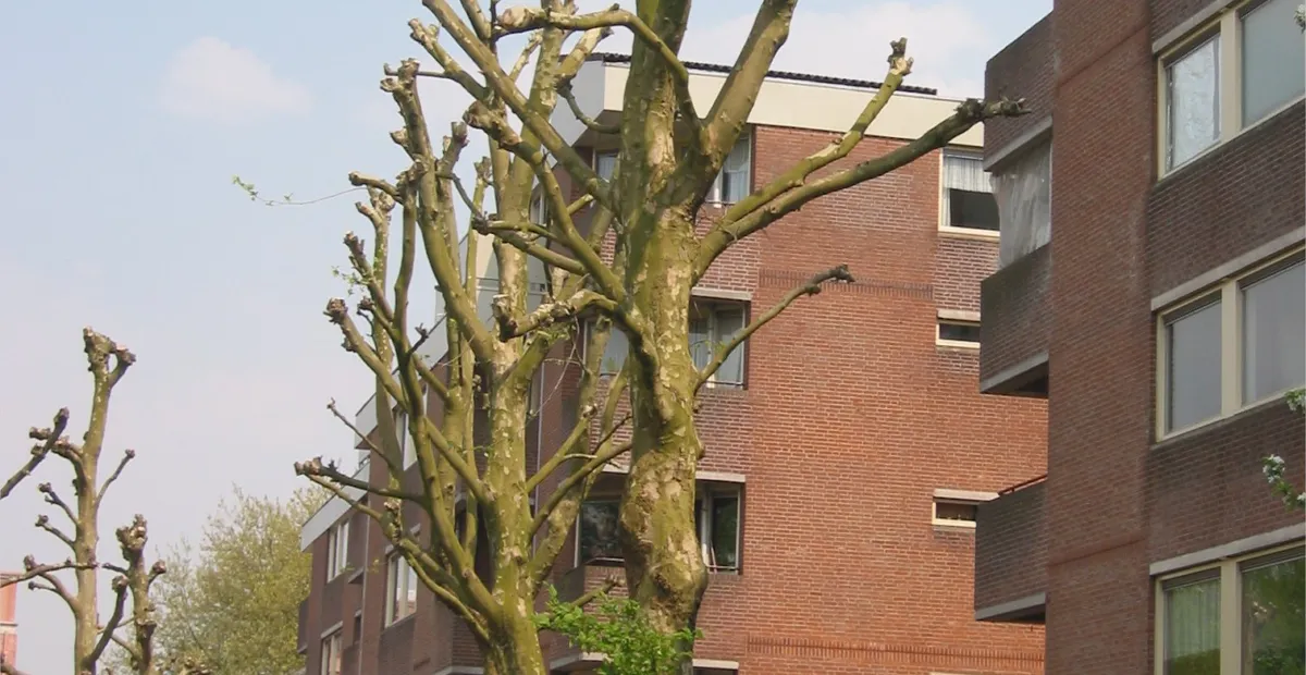 Oak anthracnose