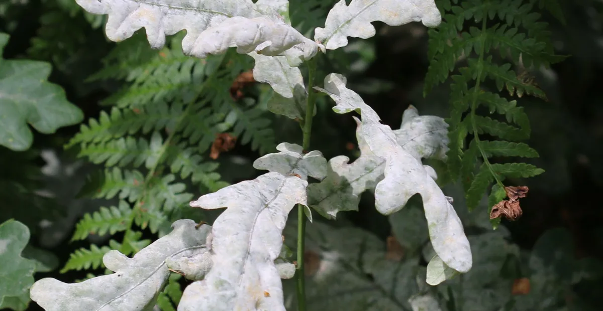 Oak Powdery Mildew