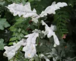 Oak Powdery Mildew