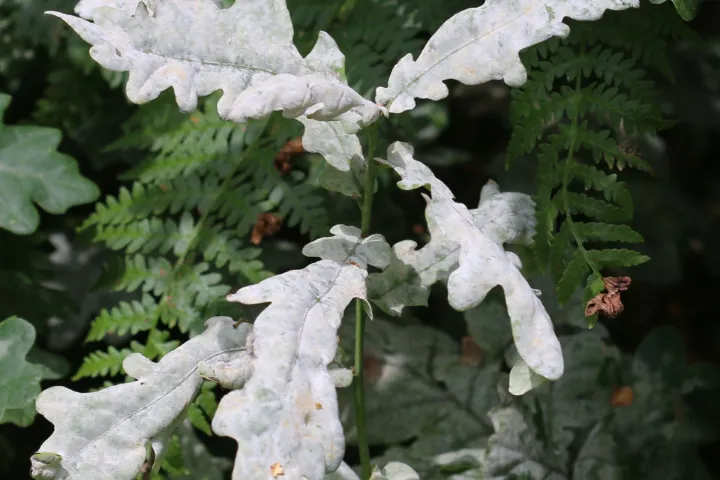 Oak Powdery Mildew