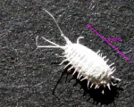Obscure mealybug