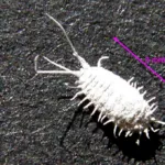 Obscure mealybug