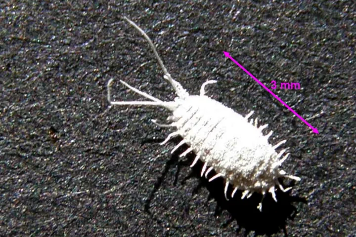 Obscure mealybug
