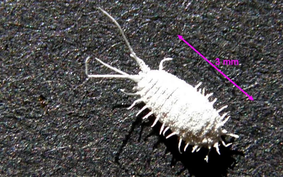 Obscure mealybug