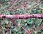 Obstbaumkrebs