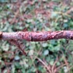 Obstbaumkrebs