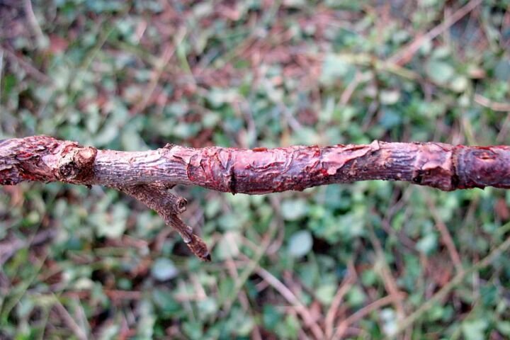 Obstbaumkrebs